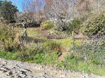 Terreno agricolo con frutteto