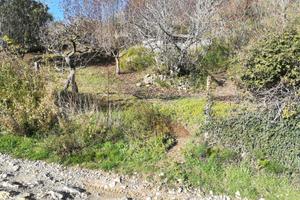 Terreno agricolo con frutteto