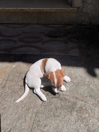 Cucciolo jack russell originale