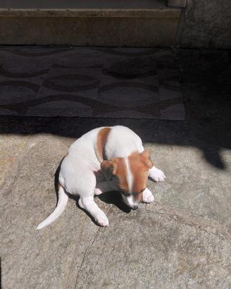 Cucciolo jack russell originale