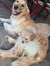 Cuccioli di golden retriver