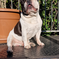 Bulldog francese