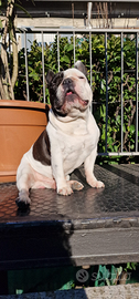 Bulldog francese