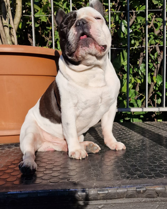 Bulldog francese