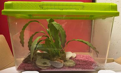 Vaschetta acquario per pesci