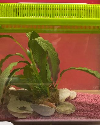 Vaschetta acquario per pesci