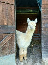 Alpaca Huacaya