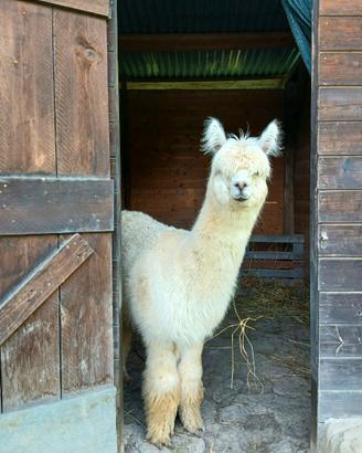 Alpaca Huacaya