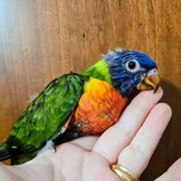 Lori arcobaleno allevato