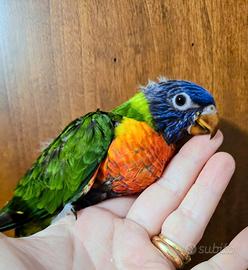 Lori arcobaleno allevato