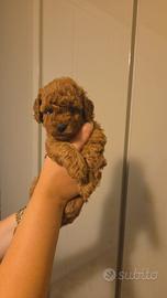 Cuccioli barboncino toy