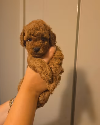 Cuccioli barboncino toy