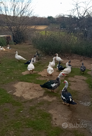 Anitre allevate all'aperto