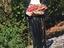 Immagine 5