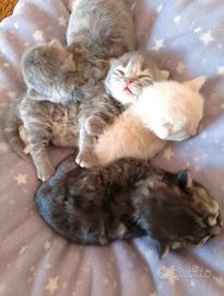 Gattini Scottish Fold and Straight
