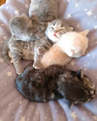 Gattini Scottish Fold and Straight