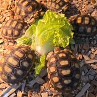 Coppia di tartaruga sulcata
