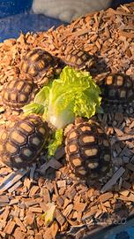 Coppia di tartaruga sulcata