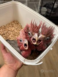 Cacatua rosecapilla allevato a mano