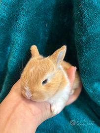 Coniglietti miny toy nani