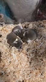 Minighiri Africani 5/6 mesi