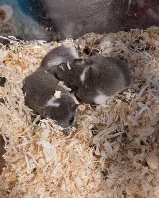 Minighiri Africani 5/6 mesi