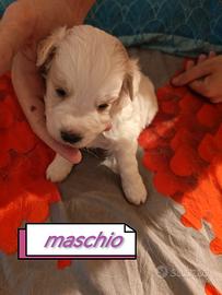 Cucciolo mettici