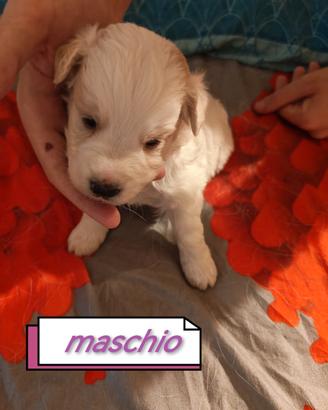 Cucciolo mettici