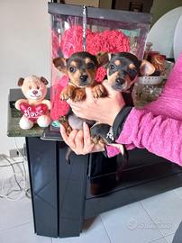 Cuccioli pinscher nano