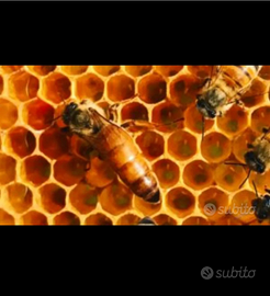 Api regine selezionate