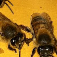 Vendita sciami api nuclei