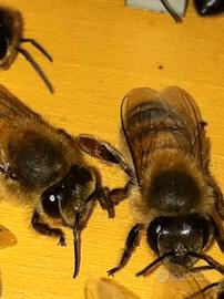 Vendita sciami api nuclei