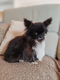 Femmina quasi 3 anni Pedigree
