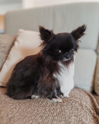 Femmina quasi 3 anni Pedigree