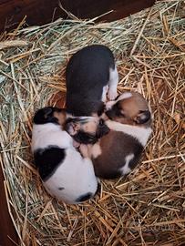 cucciolo jack russel 