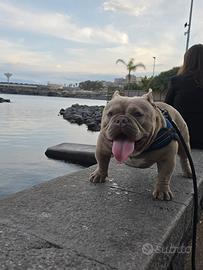 Stallone american bully/exotic bully