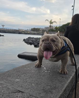 Stallone american bully/exotic bully