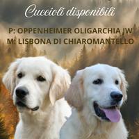 Golden Retriever Cuccioli con Pedigree - Genitori