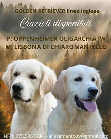 Golden Retriever Cuccioli con Pedigree - Genitori