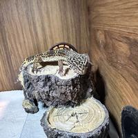 Teca più geco leopardino