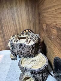 Teca più geco leopardino