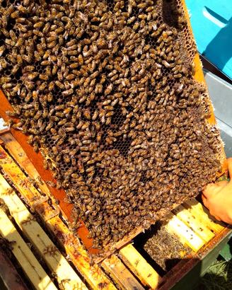 Famiglie di api da miele
