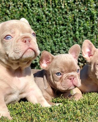 Inimitabili Maschietti Bulldog francese Isabella