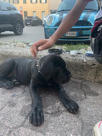 Cucciola cane Corso