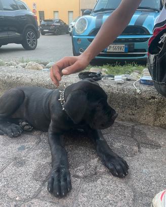 Cucciola cane Corso