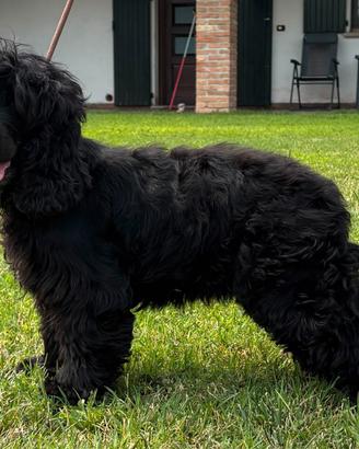 Cocker femmina adulto