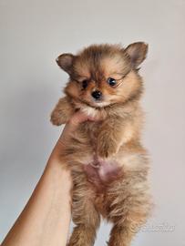 Cuccioli Spitz di Pomerania