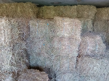 Erba medica in ballette