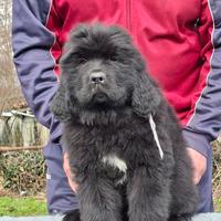 Cuccioli di Terranova d'allevamento