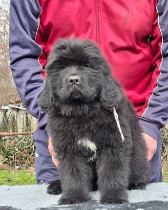 Cuccioli di Terranova d'allevamento